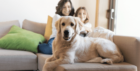animali-in-casa-germo-pet